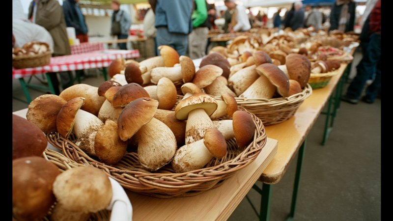 Sagra del Fungo Porcino di Albareto