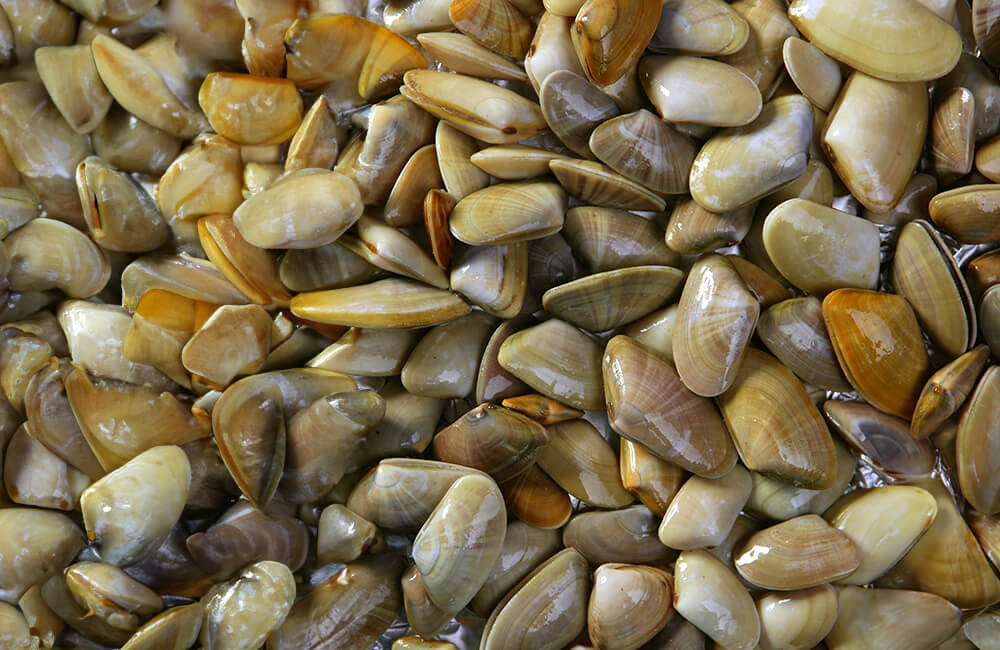47° Sagra della tellina