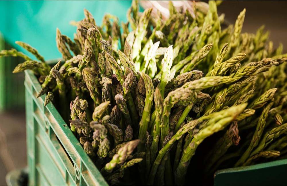 Festa degli Asparagi selvatici