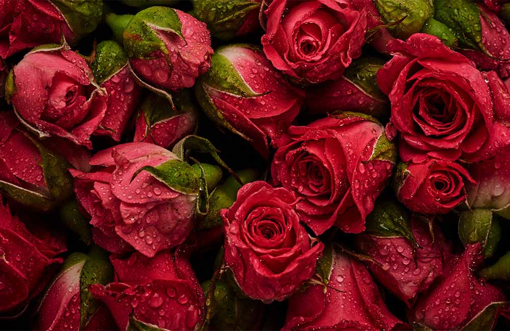 48° Sagra delle Rose