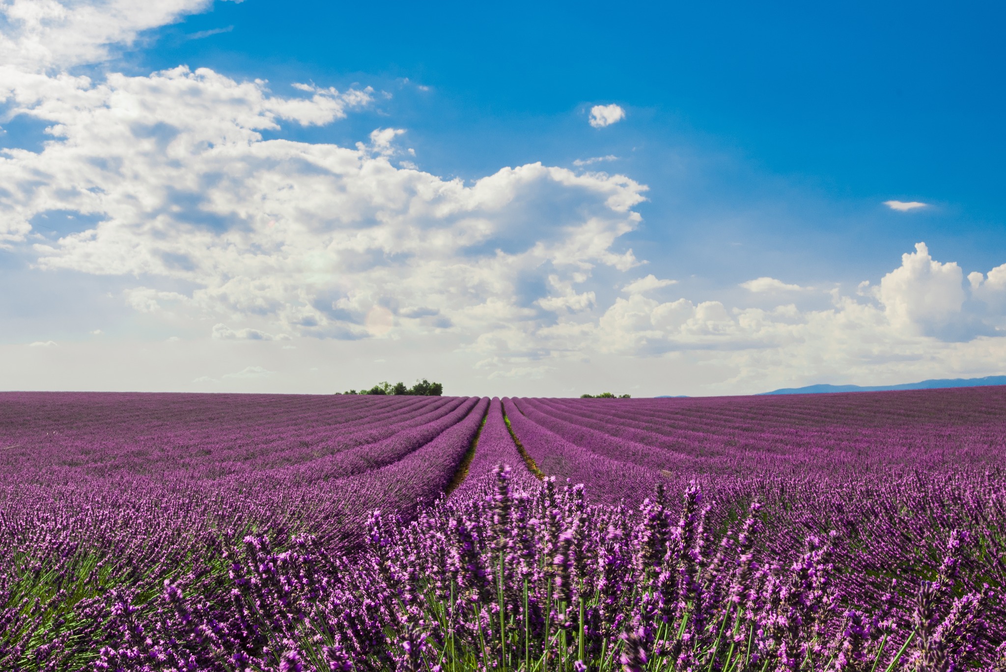 CAMPI DI LAVANDA A SALE SAN GIOVANNI