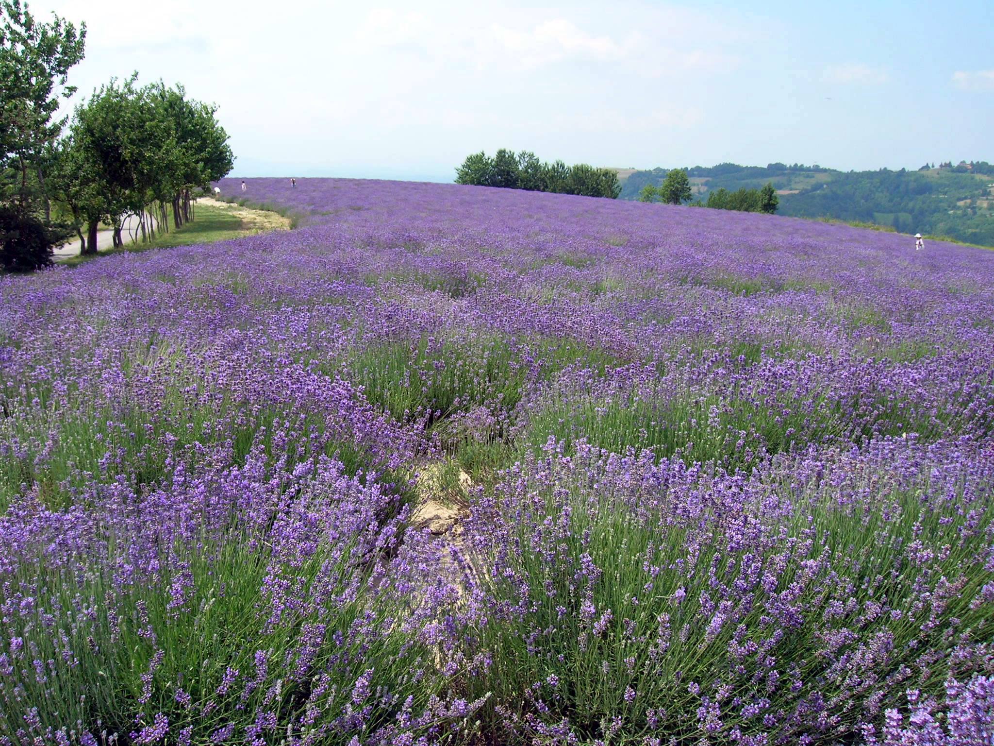 La Piccola Provenza Italiana: la strada della lavanda e delle erbe officinali.