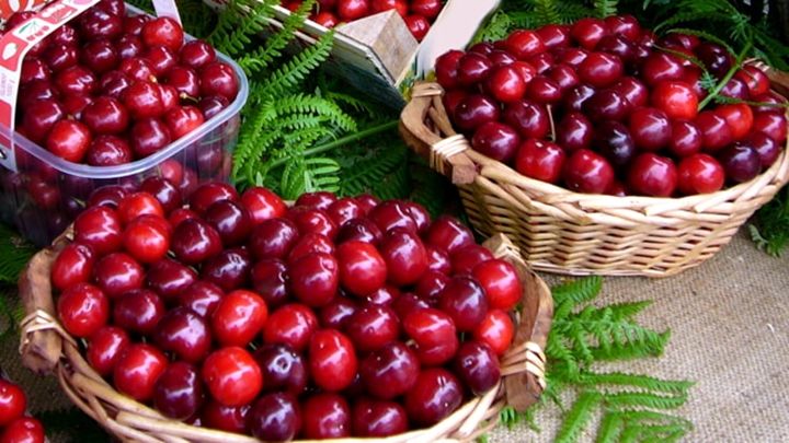 Festa della Ciliegia di Formicola (CE)