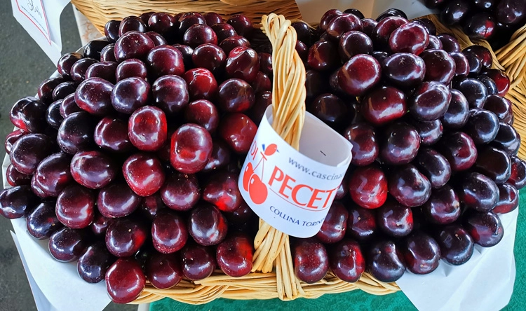 Festa delle Ciliegie