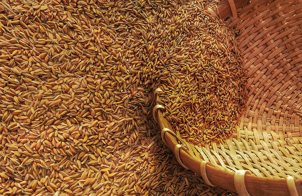 3° Festa del grano