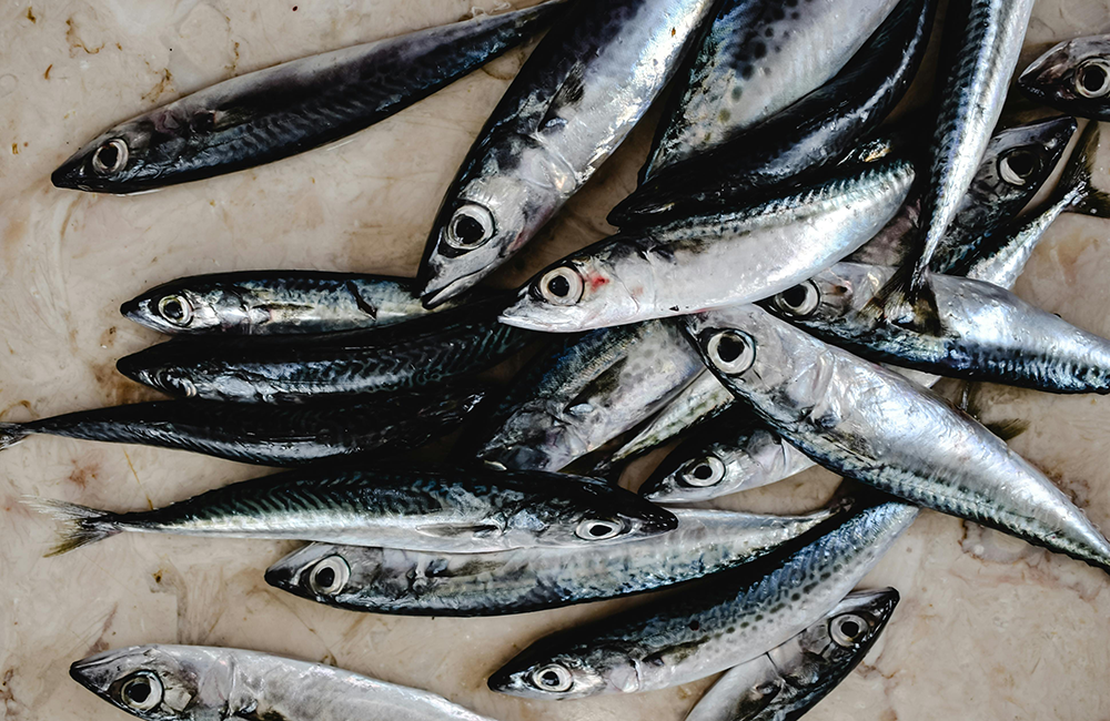 11° Festival del pesce azzurro